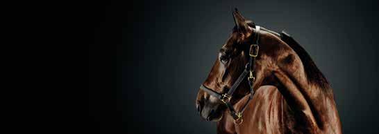 ODDS TRIO TVILLING TID 500 m 000 m 500 m 000 m Sista 500 m WINNER FROM SIMBA 40: 4,5 AK 4,8 M 4,8 AM Total: 97 6-9-8 94.750,mbr.v.e Global Glide - 9: 0-0-0 6,4a 7.800 8: 9 0-0- 5,9a.