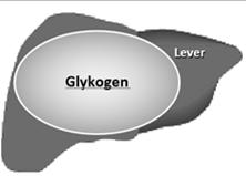 från blodet Glykogen Hormonell reglering