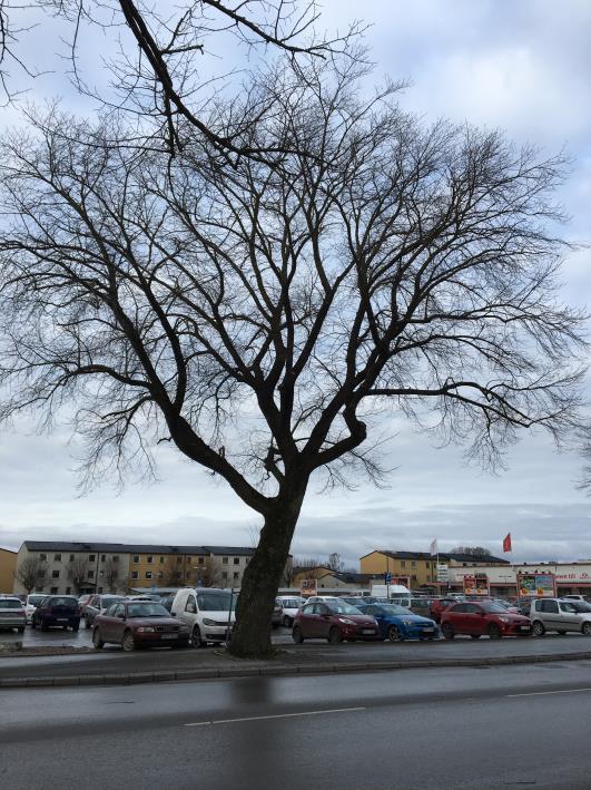 4. ANALYS OCH KOMMENTARER Allén som avses sträcker sig längs Söderväg från Söderport i norr till cirkulationsplatsen i söder, total 22 träd.