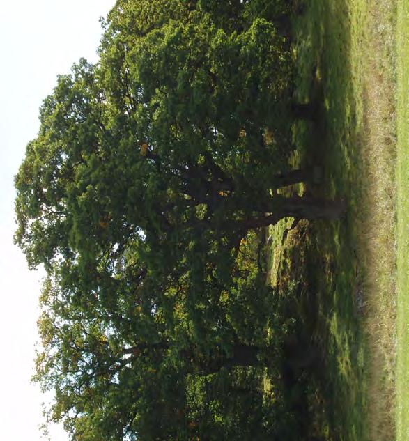 Stadbyggnads- och kulturmiljöprogram för Strängnäs kommun - Mariefred och Läggesta / 15 Djurgården vid Gripsholms slott 1530-talet. Den obebyggda marken väster om staden, det s.k. Munkhagsgärdet, som visar den agrara stadens gräns mot slottets kungsladugård.