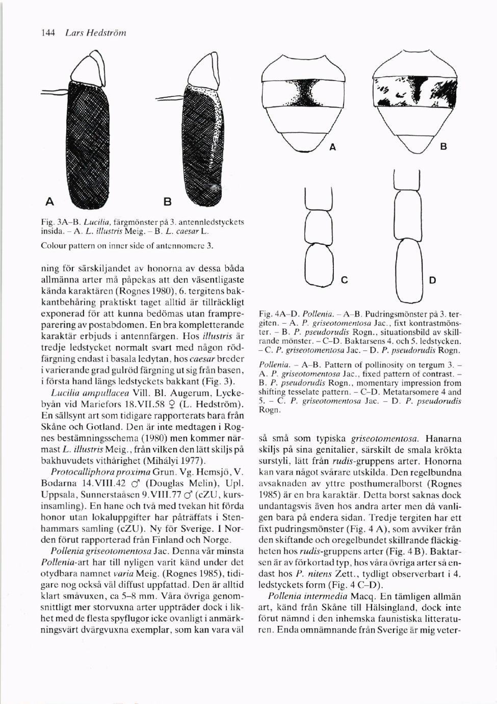 111 l.us Hetlstrdttt Fig. 3,A ts. Lacilin. firgmdnsterpd3. antennledst],ckets insida. A. L. i//rrstris Meig. B. L. caesar L. Cokrur paltern on inncr sir.lc of antennomere 3.