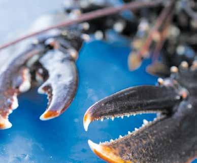 Under namnet Stenungsön Runt breddar vi för fler jollar och vuxna att delta och först ut är Jolly-Scott. Lilla Tjörn Runt fortsätter att vara en kappsegling för barn och ungdomar i jollar.