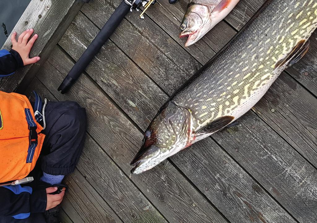 I Bengtsfors kommun har vi 399 sjöar. De flesta av sjöarna är också utsökta fiskevatten. Här väntar storgäddan, aborren och öringen med flera. Vi ingår i området Fiskeland.