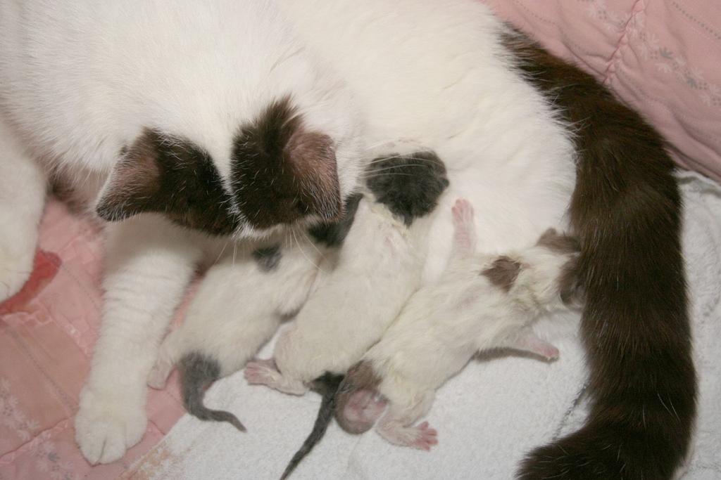 Tror du att din katt ibland bara struntar i vad du säger och ignorerar dig? Förmodligen så händer det.