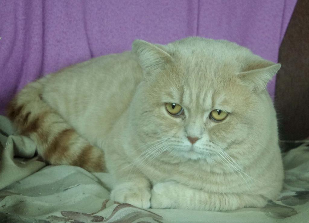 Kattungar till salu/avelshane finnes På denna sida kan medlemmar sätta in bilder på kattungar