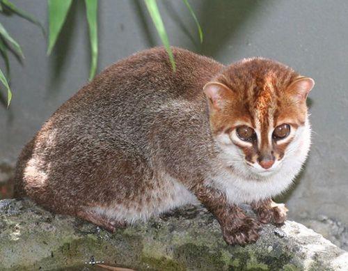 Plattkatt/platthuvudkatt Kännetecken Arten är ungefär lika stor som en huskatt med en kroppslängd av 45 centimeter och en svanslängd av 15 centimeter.