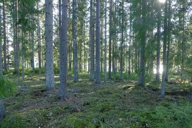 Foto från norra delen av delområde A