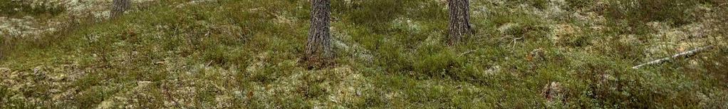 är skog i slutavverkningsbar ålder, huggningsklass S1 och