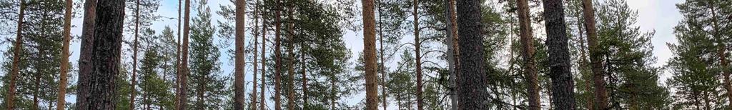 Uppskattningen av fastighetens skogliga