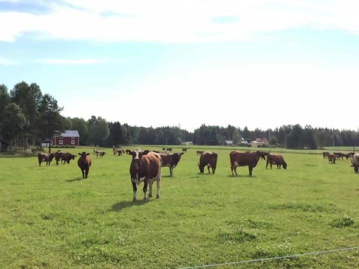 Kartmaterial i GIS... 32 Bakgrundskartor... 32 Kartor i kartmaterialet:... 32 Exempel på värdering av områden... 34 Ex 1. Värdering på områdesnivå (Öjebyn, Piteå kommun Bilaga 1 och 2)... 34 Ex. 2 Värdering på områdesnivå och skiftesnivå (Gammelgården inkl.