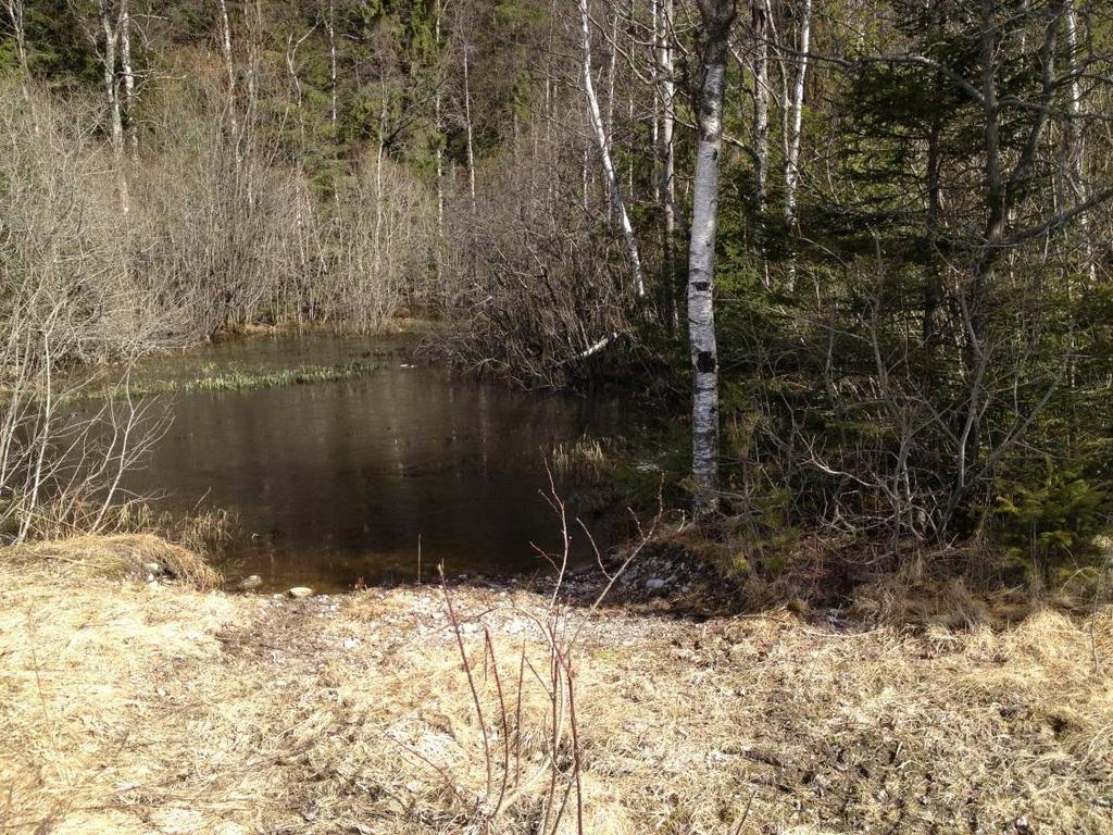 Figur 3. Objekt 5. Damm med större vattensalamander. Väg 2105. Objekt id: 6 med motivering: Damm Vattenhål för betande djur. En hane och en hona av större vattensalamander hittades.