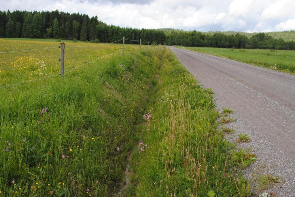 Figur 6. Objekt 8. Artrik vägkant, hänsynsobjekt, väg 2105. Objekt id: 9 Infrastruktur Vägkanter, båda sidor asfaltväg rikblommande. Näringsrik/näringsfattig, frisk, sandigt/grusigt mtrl.