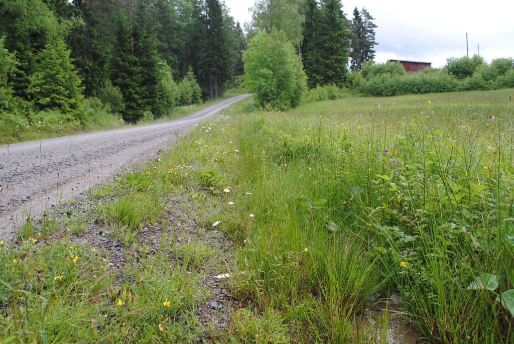 Figur 8. Objekt 13. Artrik vägkant, hänsynsobjekt. Väg 2105. Objekt id: 14 Klassning TrV Infrastruktur Vägkant, ca 70 m, södra sidan grusväg, rikblommande. Näringsfattig/näringsrik, frisk.