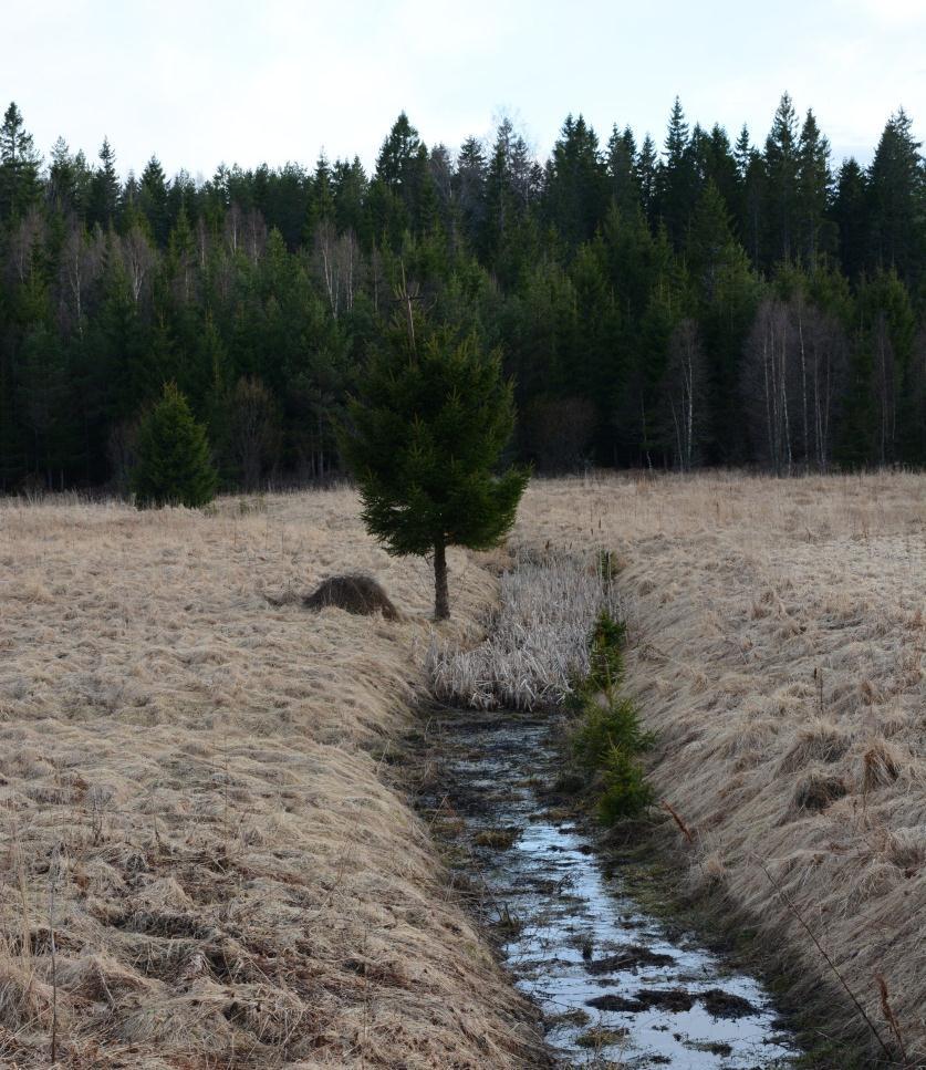 med motivering: 2 Leklokal för vanlig groda Naturvårdsarter: Tidigare NVI: Vanlig groda Figur 13. Objekt 5.