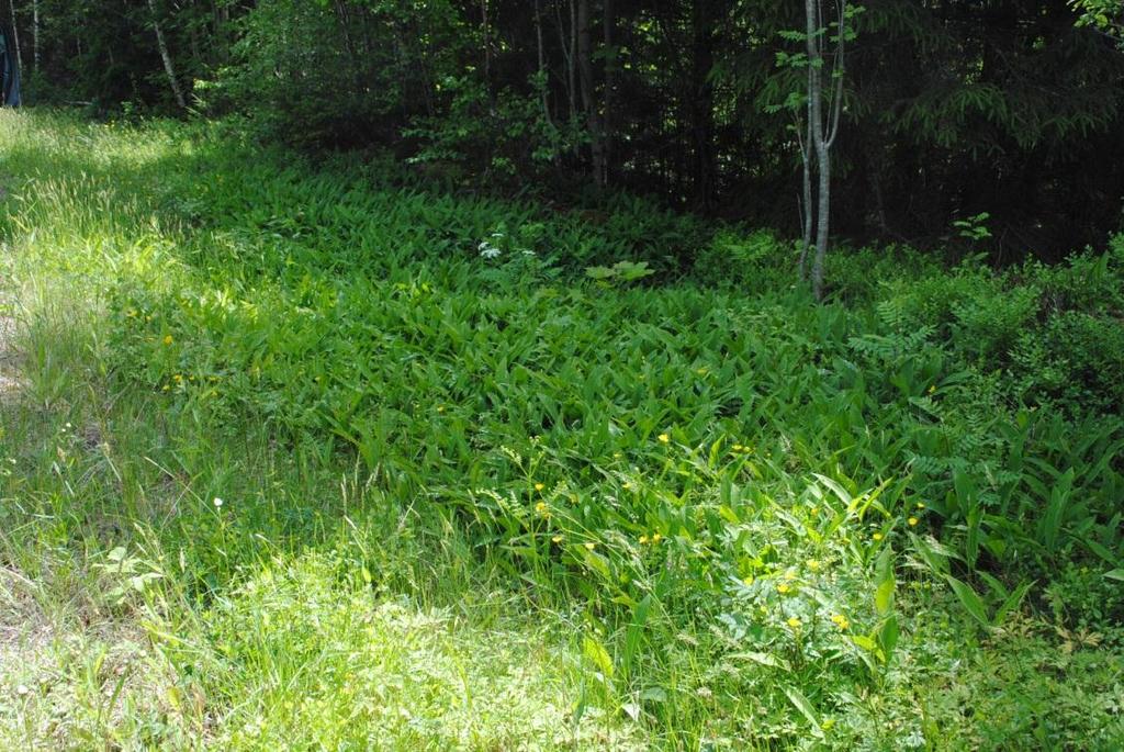 Figur 14. Objekt 6. Artrik vägkant, hänsynsobjekt. Väg 2094 Objekt id: 7 Infrastruktur Vägkant, ca 120 m, båda sidor asfaltväg, rikblommande. Näringsfattig, torr. Sandigt/grusigt.