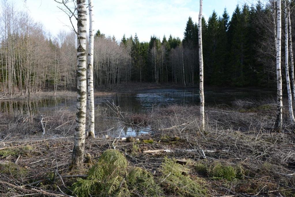 med motivering: 2 korp vid vägen. Lokalen ligger troligen inom planerat vägutbyggnadsområdet. Lekvatten för vanlig groda, åkergroda och vanlig padda.
