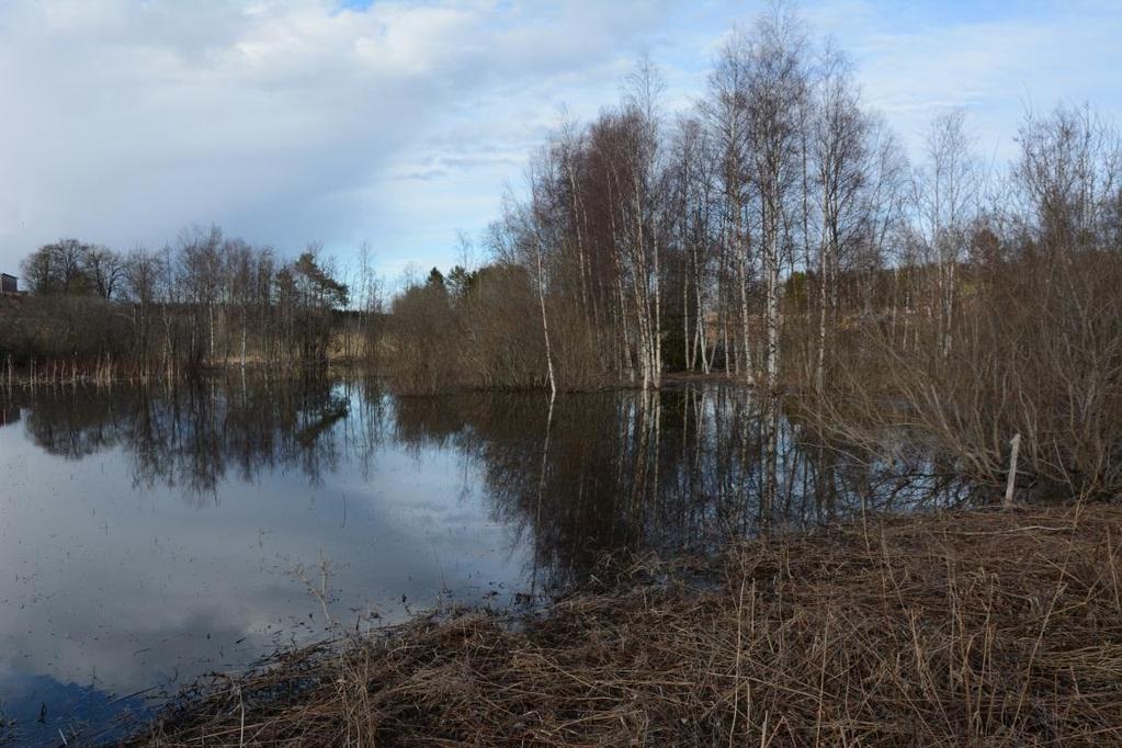 Figur 17. Objekt 1. Översvämmningsområde vid Häresjön, norra sidan vägen. Väg 2081 Objekt id: 2 Infrastruktur Vägkant, ca 35 m båda sidor asfaltväg, rikblommande. Näringsfattig, torr.
