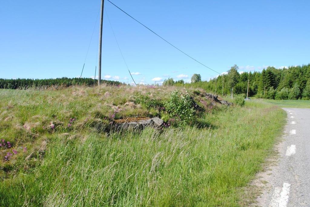 Figur 19. Objekt 2. Artrik vägkant, hänsynsobjekt, väg 2081. Berghäll. Objekt id: 3 Infrastruktur Vägkant, ca 60 m östra sidan asfaltväg, rikblommande. Näringsfattig, torr, sandigt/grusigt.