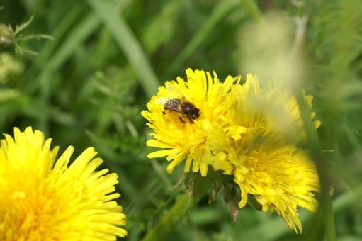 3.2.18-7815/17 Projekt NordBi Project European Black Bee Apis m. mellifera Sökanden: NordBi Projektledare: Ingvar Ängemyrsgatan Arvidsson5 Ängemyrsgatan 5 666 31 BENGTSFORS ingvar.arvidsson@telia.