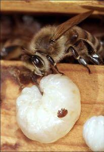 3.2.18-7696/17 Avel för Varroatolerans Breeding for Varroa tolerance Sökanden: Lunds Biavelsklubb ek för Projektledare: Bengt Vindelgatan Andreasson 4A Vindelgatan 4A 24762 Veberöd bengt.