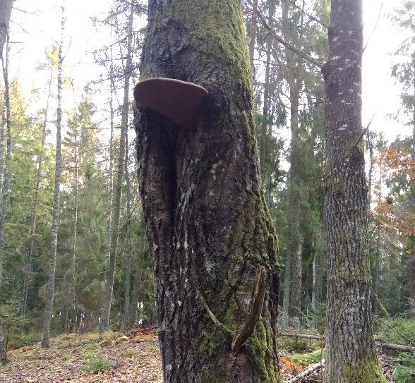 3.3 Frösåkers naturreservat Områdesbeskrivning Områdets trädbevuxna delar utgörs av tre olika naturtyper, dels barrskog med inslag av björk och asp, dels ekhagar och dels mindre partier med