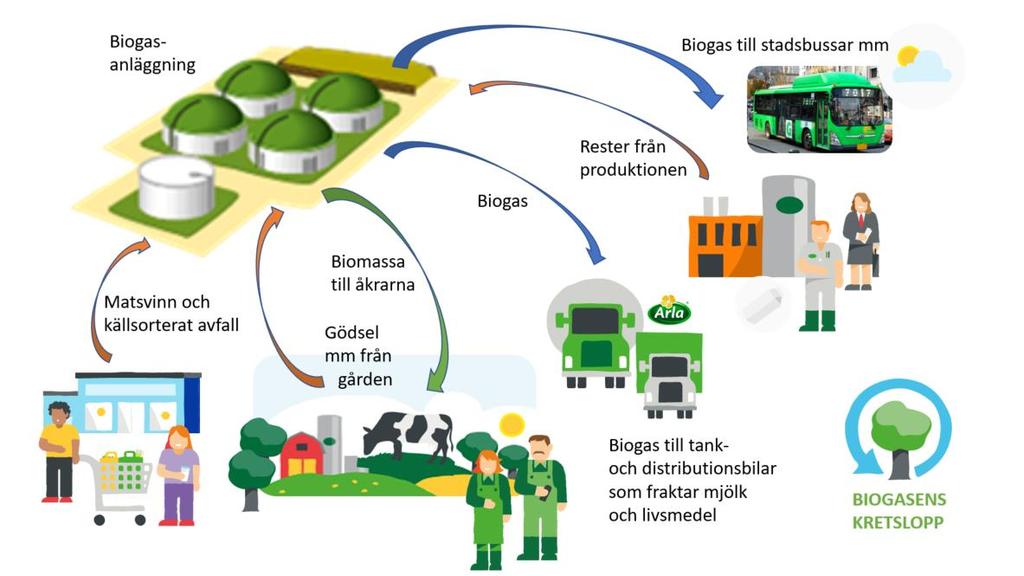 Så här blir gödsel fossilfri biogas Gården lämnar kogödsel till biogasanläggningen. I biogasanläggningen sker produktionen genom rötning av gödsel och matavfall.