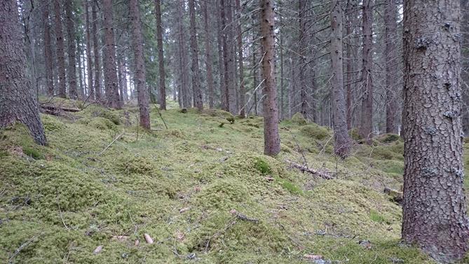 2.2 Tillvägagångssätt av urval av bestånd Kriterierna var att bestånden skulle ha uppnått en ålder på 50 år eller äldre. Bestånden skulle vara sådda eller planterade vid föryngringen.