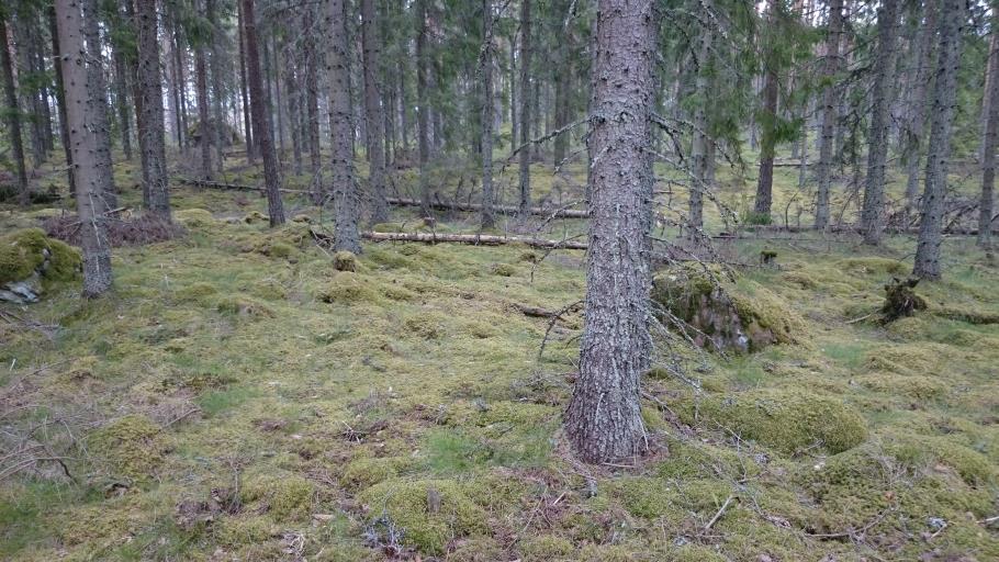 På Sveaskogs marker valdes det andra beståndet (bild 2) ut i skiftet som heter Berg (57, 06 o N, 39,36 o E,) som ligger 222 möh.