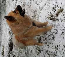 In memoriam Titeltavlan Här kan du sätta in en minnesannons om din eurasier har gått bort.