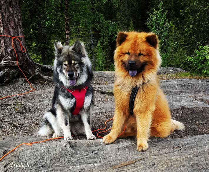 Balder Balder Love Björnfot DaQela s Syringa (Chila) och Risangårdens Rex (Benji) Foto: foto Tomas Tegner Foto: Trude Svarttjønneng Fridlyckans Ivory Kouvo & Leiionspitz Dazzling Wendy Eurasier i