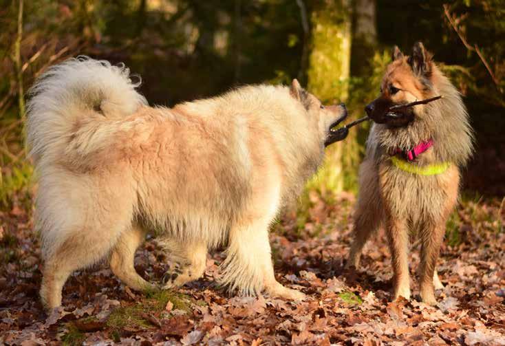 Den har visat sig vara en idealisk familjehund p.g.a. sitt lugna sätt och passar bra in i alla vardagliga situationer. Eurasier är en av våra yngsta raser.