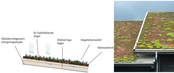Gröna tak kategoriseras som intensiva eller extensiva beroende på dess substratdjup och växtlighet (Figur 15).