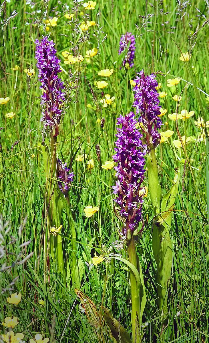 49 Vitvingad tärna Chlidonias leucopterus 6 Siemianowka--Reservoir 27.5 och 1 Mscichy 28.5 Det finns många orkidéer i Polen, här majnycklar.