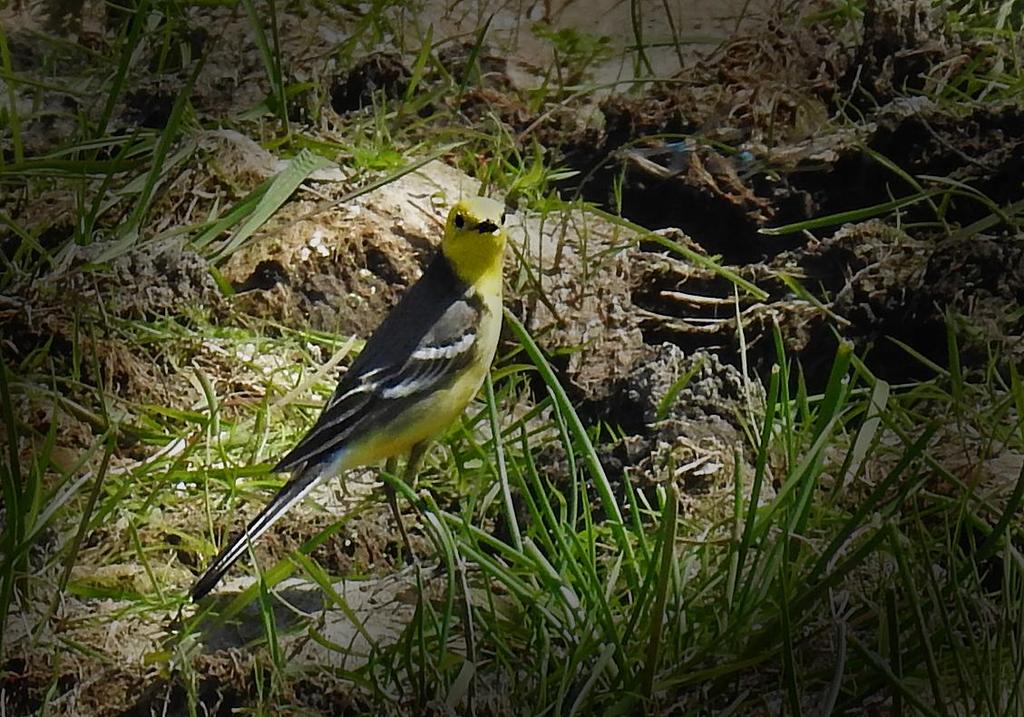 5, 2 Bagno Lawki 29.5 och 2 Kapice 30.5 Buskskvätta. Foto: Sven Andersson 122 Gråsparv Passer domesticus 123 Pilfink Passer montanus 124 Gulärla Motacilla flava 5 Bundre 28.