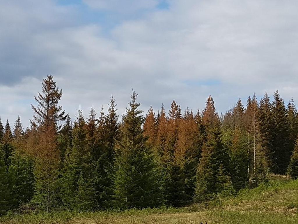 Skogsstyrelsen 3(10) Väderbetingade skador Under 2018 har regionen förskonats från omfattande stormskador i skogslandskapet.