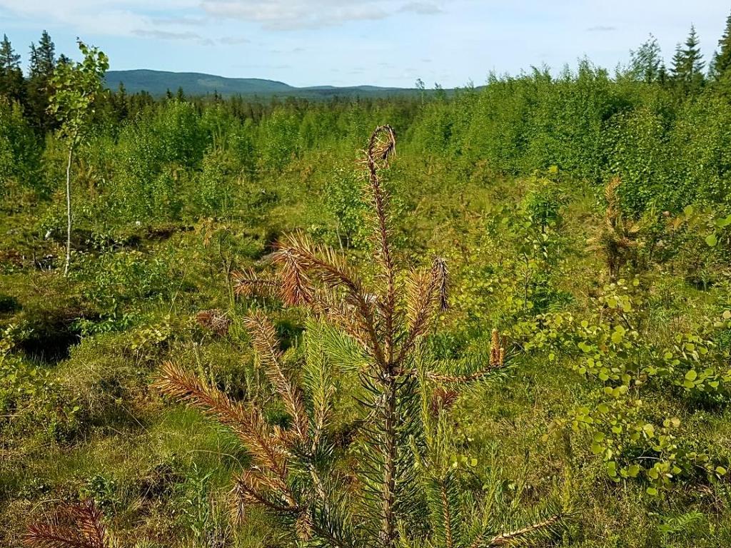 Skogsstyrelsen 6(10) Bild 3: I Dorotea finns ett bestånd på 54 ha där 80-90% av tallarna