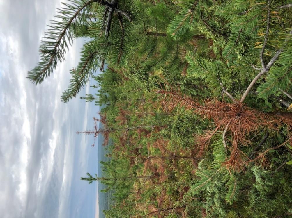 Noterbart är att de självföryngrade tallarna i vägslänten är helt oskadade.