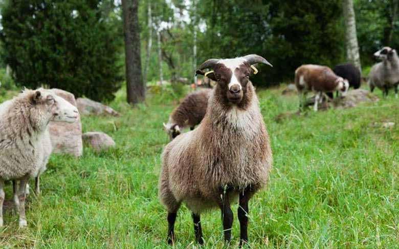 Mycket tack vare landsbygdsprogrammet, men även genom olika rådgivningsorganisationer, fonder och externa investerare. Nedan är några exempel på projekt inom livsmedel som pågår i länet.