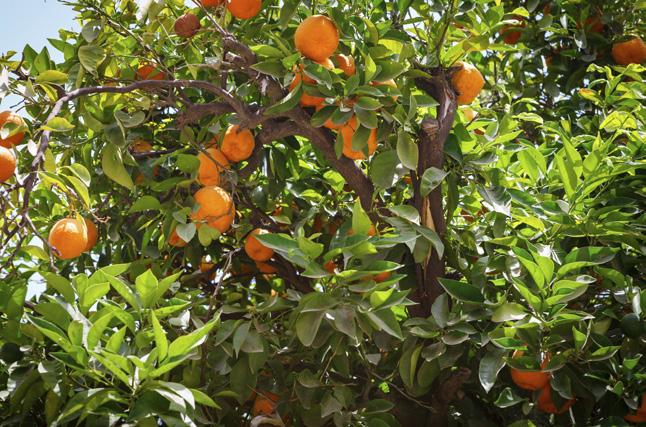 Vårt ansvar för planeten Citrus Greening I den tropiska miljön där apelsiner odlas trivs inte bara apelsiner utan även många olika sjukdomar.