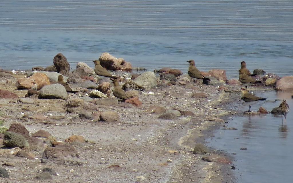 47 Audouin's Gull Ichthyaetus audouinii (Rödnäbbad trut) 2 ad Petra Reservoir 4.5 48 Yellow-legged Gull Larus michahellis michahellis (Medelhavstrut) Finns överallt, även uppe i bergen.