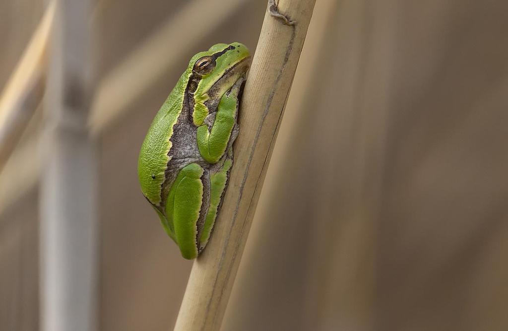 Östlig lövgroda i vassen utanför hotellet. Foto: Curt Johnsson Groddjur 1 Eastern Tree Frog Hyla orientalis (Östlig lövgroda) 1 Kalloni Pool 30.4, 1 Metochi Lake 3.5, 2 Kalloni Pool 4.