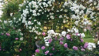 Bland sjösten och gångar har öar med växter och blommor smakfullt tagit plats. Rumslig trädgård på Husensjö. Klematis Tangutica hos Mary Segerfalk på Råå.