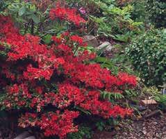 Rhododendronföreningen PROGRAM JULI DECEMBER 2019 Juli ONSDAG 10 JULI KL 18.