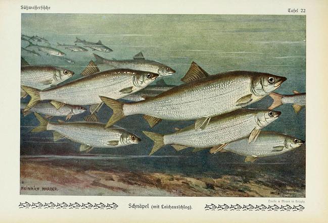 Nordseeschnäpel (Coregonus oxyrhynchos) lost