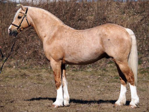 SvenskaWelshponny& Cobföreningen Kvalitetsbok2014 WelshCob SektionD KWD71JebethHitchhikersGuide KWD75EditionsMrFahrenheigt KWD186BrynithonGoldenJewel KWD187CrèmeCaramel KWD188Crusann