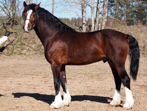Foto: Jenny Staaf KWD 75 EDITIONS MR FARENHEIGHT 37-10-8576 Br, bls, 4vtff, 147,5 cm, skena 20 cm Född 2010 hos Theresia Ljungdahl, Furubäck, Gingri, 513 95 Fristad. Ägare: Uppfödaren.