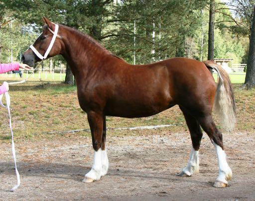 Foto: Viveka Karlestrand KWD 191 LINNER HEULYN 37-11-2433 Fx, bls, 4vtff, 148 cm Född 2011 hos Familjen Ericsson Lindh, Stenstorp.