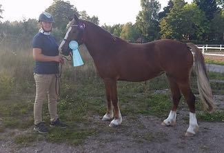 Foto: Tobias Svensson KWD 193 SARKEN LAYLA 37-11-2219 Fx, bls, 3vtff, 144 cm Född 2011 hos Annelie Thordsson, Falköping. Ägare: Marléne Wendt, Flo Hökgården 1, 497 96 Grästorp.