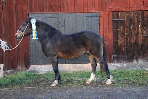 Avkommor: LinnerHedwrKWD68e.SwalesmoorBreninAurKWD31 50p Kvalitetsgodkändhingst. LinnerHeuloge.DrogedaJackTheLad37L0045 20p 38ppåutst. LinnerHeulyne.NeboRedDragonRWD18 30p Diplom,BIS. LinnerHeulfryne.