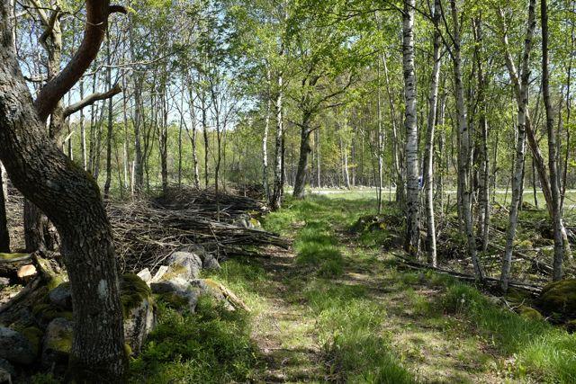 Skogsområdet övergår från klenare lövträd till att i norr hysa ett område med flera grova tallar som har blåst ned.